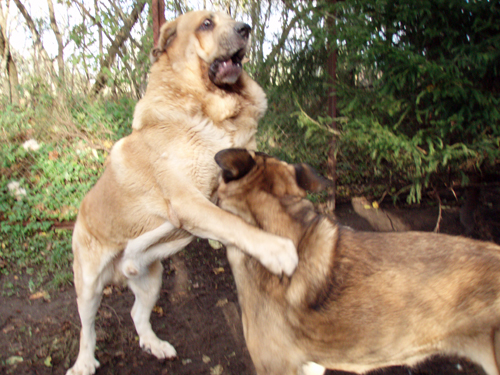 Massai and Coco at play
Keywords: pet anuler