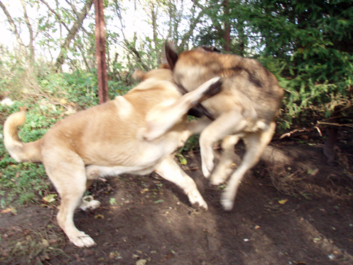 Massai and Coco at play
Keywords: pet anuler