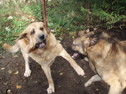 Massai and Coco at play
Keywords: pet anuler