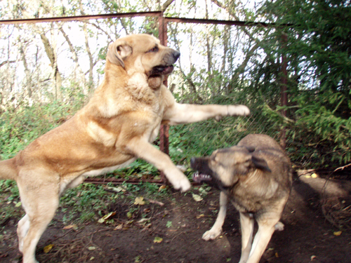 Massai ( Elton z Kraje Sokolu ) and Coco at play
Keywords: pet anuler