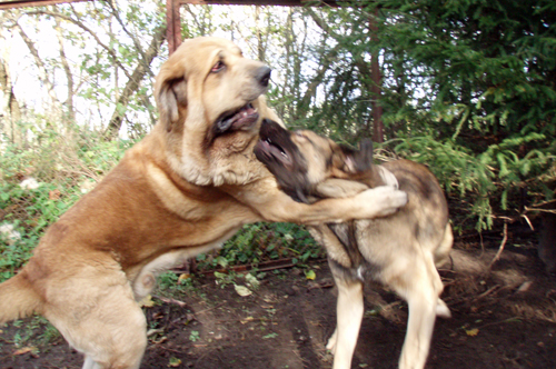 Massai and Coco at play
Keywords: pet anuler