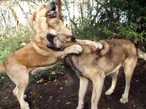 Massai and Coco at play
Keywords: pet anuler