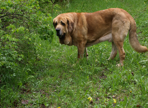 Elton z Kraje Sokolu (Massai)
On the walk 05.2008
Keywords: anuler