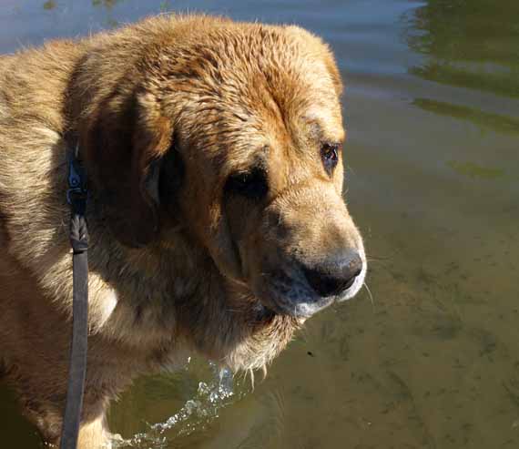 Massai (Elton z Kraje Sokolu) in the lake.......please, I really do not like this.....
