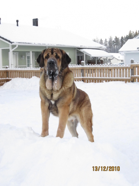 Anuler Amado 2 years, December 2010
Elton z Kraje Sokolu x Anais Rio Rita
Keywords: snow nieve Anuler