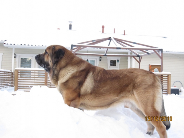 Anuler Amado 2 years, December 2010
Elton z Kraje Sokolu x Anais Rio Rita
Keywords: Anuler