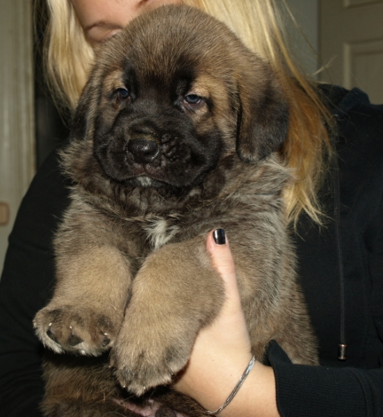 male puppy 5 weeks old (cachorro macho 5 semanas de edad)
(ELTON Z KRAJE SOKOLU x ANAIS RIO RITA)
Born: 28.08.2010
Λέξεις-κλειδιά: Anuler