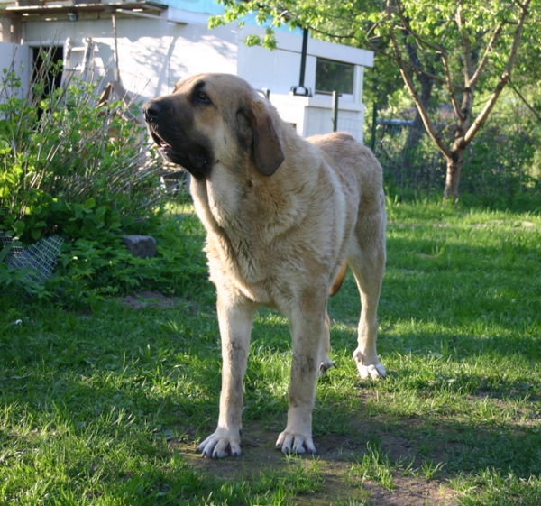 Anuler Adelita, spring 2010
(Elton z Kraje Sokolu x Anais Rio Rita)
Keywords: Anuler