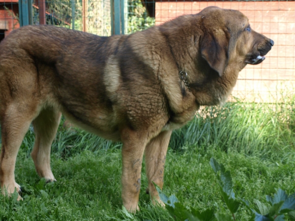 Anuler Alvaro 10,5 month
Anuler Alvaro (Elton z Kraje Sokolu x Anais Rio Rita)
Keywords: Anuler