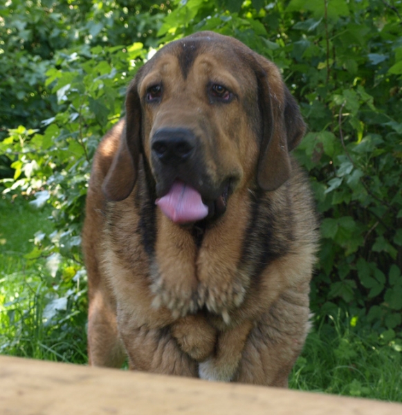 Anuler Alvaro 10,5 month
Anuler Alvaro (Elton z Kraje Sokolu x Anais Rio Rita)
Keywords: Anuler