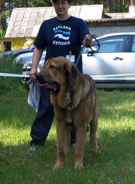 Anuler Alvaro (9 month old from yesterday) - Match Show 19.07.2009 Estonia
Anuler Alvaro, born 18.10.2008 (Ch Elton z Kraje Sokolu x Anais Rio Rita)
Keywords: Anuler