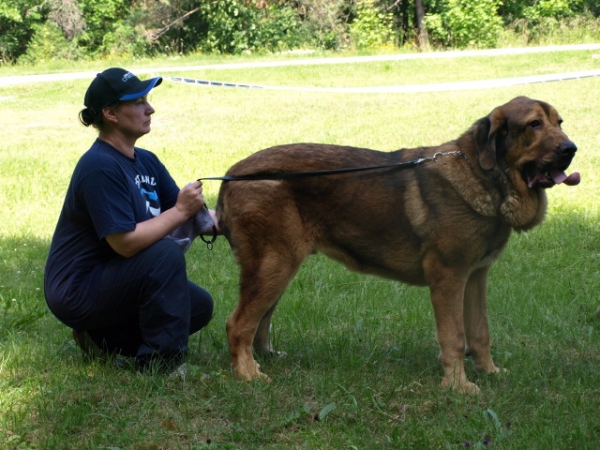 Anuler Alvaro (9 month old from yesterday) - Match Show 19.07.2009 Estonia
Anuler Alvaro, born 18.10.2008 (Ch Elton z Kraje Sokolu x Anais Rio Rita)
Keywords: Anuler