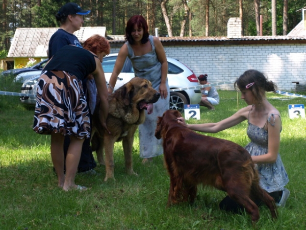 Anuler Alvaro (9 month old from yesterday) - Match Show 19.07.2009 Estonia, these judges are touching Mastin Espanol first time...
Anuler Alvaro, born 18.10.2008 (Ch Elton z Kraje Sokolu x Anais Rio Rita)
Keywords: Anuler