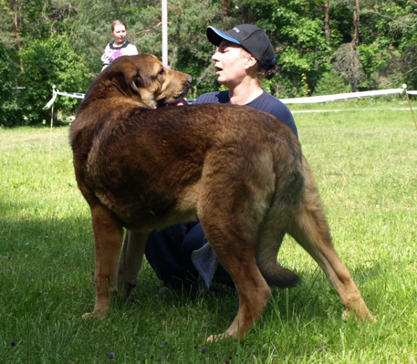 Anuler Alvaro (9 month old from yesterday) - Match Show 19.07.2009 Estonia
Anuler Alvaro, born 18.10.2008 (Ch Elton z Kraje Sokolu x Anais Rio Rita)
Keywords: Anuler