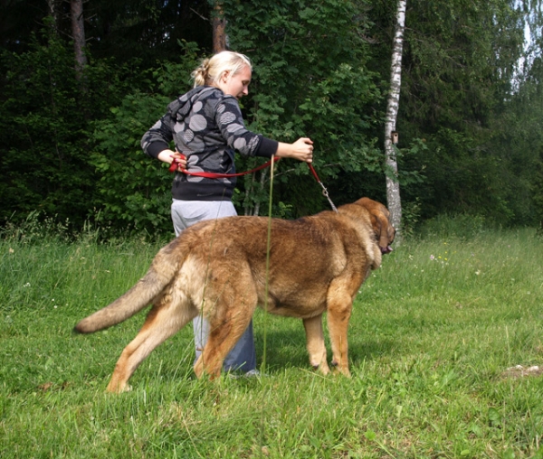 Anuler Alvaro 8 month old (Elton z Kraje Sokolu x Anais Rio Rita)
Keywords: Anuler