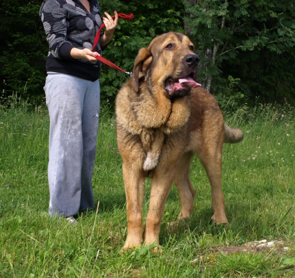 Anuler Alvaro 8 month old (Elton z Kraje Sokolu x Anais Rio Rita)
Keywords: Anuler