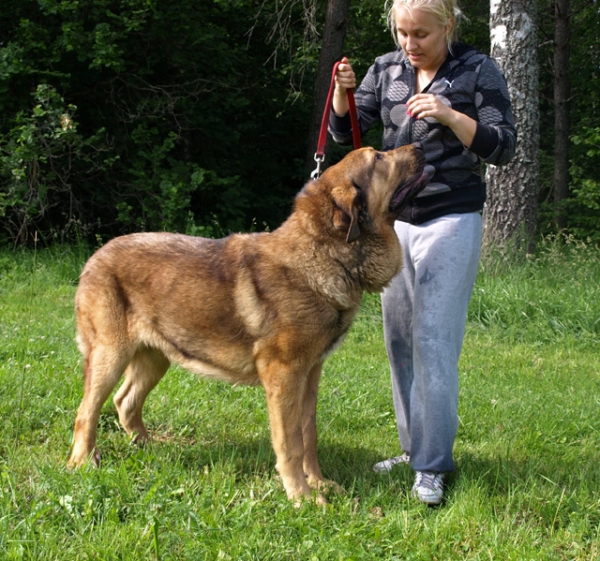 Anuler Alvaro 8 month old (Elton z Kraje Sokolu x Anais Rio Rita)
Keywords: Anuler