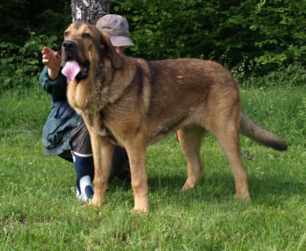 Anuler Alvaro 8 month old (Elton z Kraje Sokolu x Anais Rio Rita)
Keywords: Anuler