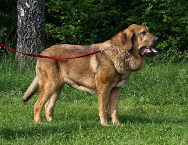 Anuler Alvaro 8 month old (Elton z Kraje Sokolu x Anais Rio Rita)
Keywords: Anuler