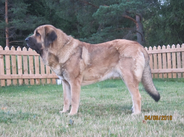 Anuler Amado 22 month old (22 meses de edad)
(Elton z Kraje Sokolu x Anais Rio Rita)
Keywords: Anuler