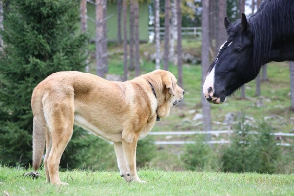 Anuler Alfonso 10 month and Shire stallion
Elton z Kraje Sokolu x Anais Rio Rita
Keywords: Anuler