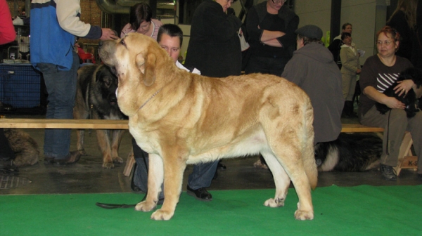 Anuler Aureliano 1 year old (Elton z Kraje Sokolu x Anais Rio Rita) - Jyväskylä Int.Show in Finland, BOB and BIG-1. Judge Fernando Madeira Rodrigues - Portugal.
owner kennel Startail`s - Finland
Keywords: Anuler