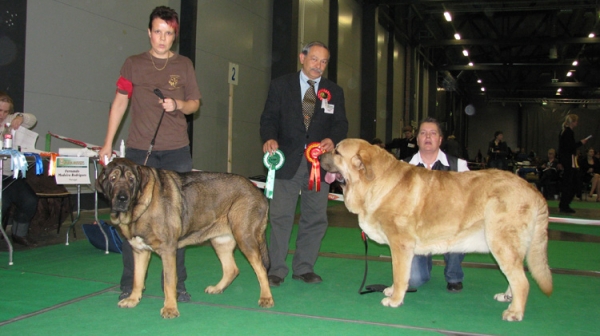 Anuler Aureliano 1 year old (Elton z Kraje Sokolu x Anais Rio Rita) - Jyväskylä Int.Show in Finland, BOB and BIG-1
owner kennel Startail`s - Finland
Keywords: Anuler