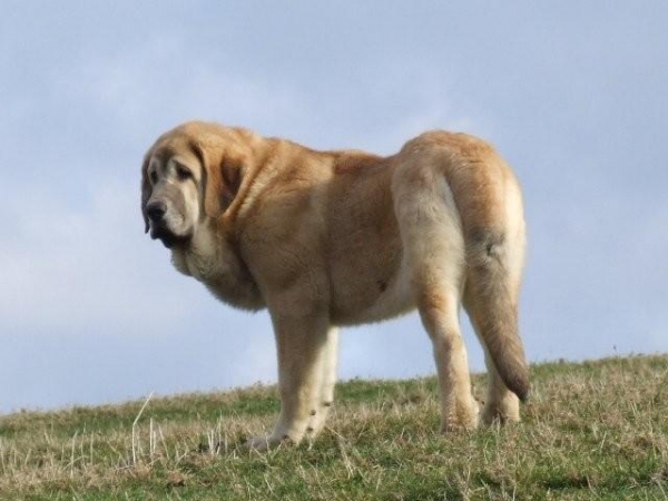 Anuler Ceres. Foto por el propietario Francisco Diaz, Duelos y Quebrantos. Photo by owner Francisco Diaz, Duelos y Quebrantos.
5,5 meses de edad, soon 6 month
Keywords: Anuler