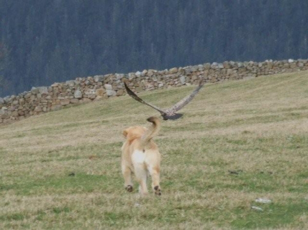 Ceres corre detrás de los buitres. Foto por el propietario Francisco Diaz, Duelos y Quebrantos. Ceres runs after vultures. Photo by owner Francisco D., Duelos y Quebrantos.
5,5 meses de edad, soon 6 month
Keywords: Anuler