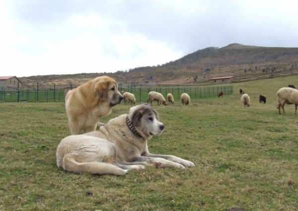 Anuler Ceres con su mentor. Foto por el propietario Francisco Diaz, Duelos y Quebrantos. Ceres with her teacher, old mastin male. Photo by owner Francisco D., Duelos y Quebrantos.
Keywords: Anuler