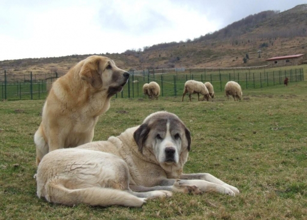 Anuler Ceres con su mentor. Foto por el propietario Francisco Diaz, Duelos y Quebrantos. Ceres with her teacher, old mastin male. Photo by owner Francisco D., Duelos y Quebrantos.
Keywords: Anuler