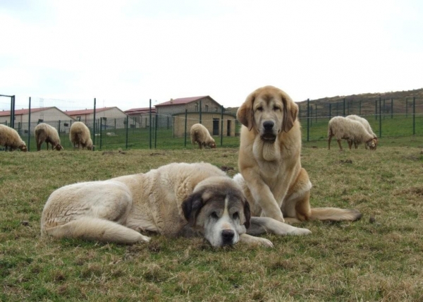 Anuler Ceres con su mentor. Foto por el propietario Francisco Diaz, Duelos y Quebrantos. Ceres with her teacher, old mastin male. Photo by owner Francisco D., Duelos y Quebrantos.
Keywords: Anuler