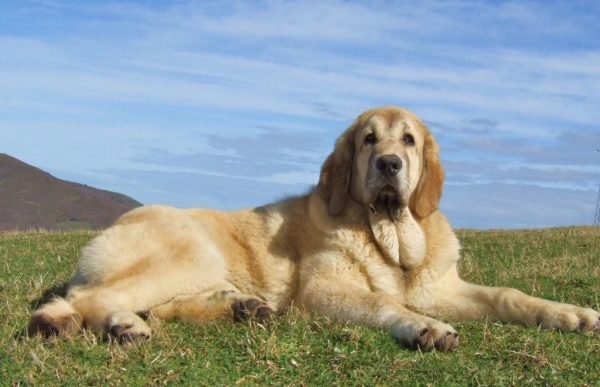 Anuler Ceres. 5,5 meses de edad, soon 6 month
Foto por el propietario Francisco Diaz, Duelos y Quebrantos. 
Photo by owner Francisco Diaz, Duelos y Quebrantos.
Keywords: Anuler