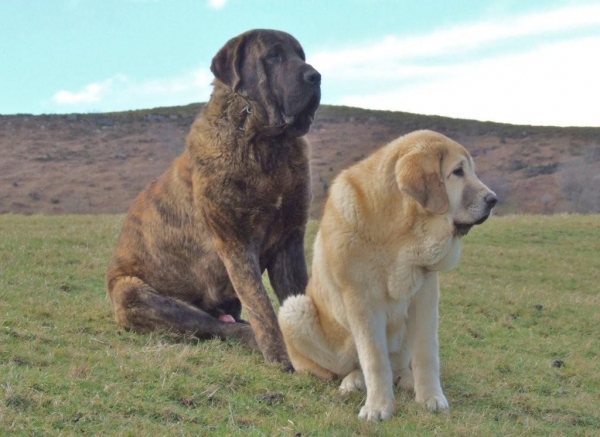 protección, Anuler Ceres con gran amigo. Foto por el propietario Francisco Diaz, Duelos y Quebrantos. Anuler Ceres with her big friend. Photo by owner Francisco D., Duelos y Quebrantos
