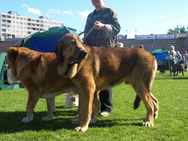 Massai 5 years and son Alvaro 10 month
Elton z Kraje Sokolu and Anuler Alvaro
Keywords: Anuler