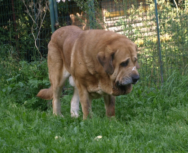 Massai 09.09.09
Elton z Kraje Sokolu 5 years old
(Enamorado Ernesto Mastibe x Aylen z Kraje Sokolu) 
Keywords: Anuler