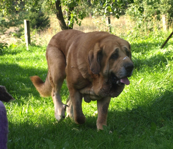 Massai 09.09.09
Elton z Kraje Sokolu 5 years old
(Enamorado Ernesto Mastibe x Aylen z Kraje Sokolu) 
Keywords: Anuler