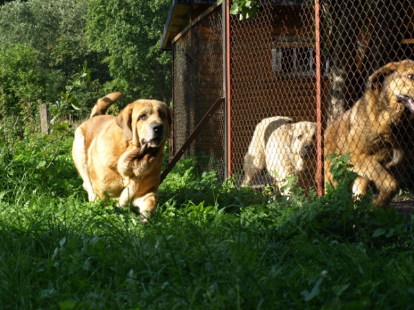 I like to be free.......Massai 5 years old
Elton z Kraje Sokolu 5 years old 
(Enamorado Ernesto Mastibe x Aylen z Kraje Sokolu)
Keywords: Anuler