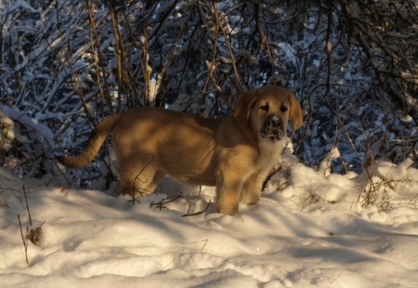 Jacinta z Kraje Sokolu 
Rodo de Valdejera x Chanel Zaark Mastibe
Keywords: Anuler snow nieve