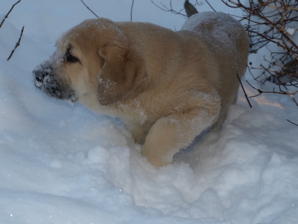 Jacinta
Keywords: Anuler snow nieve