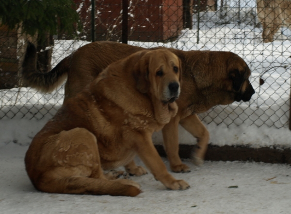 Massai and Coco
Keywords: Anuler snow nieve