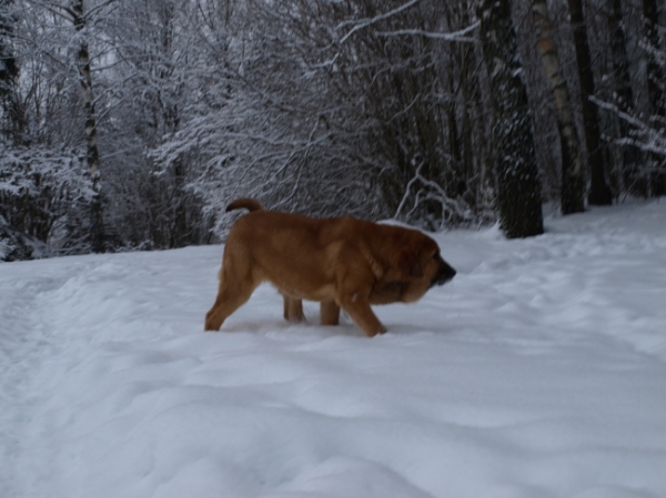 Anuler Callidora almost 5 month old / casi 5 meses de edad
Keywords: snow nieve Anuler