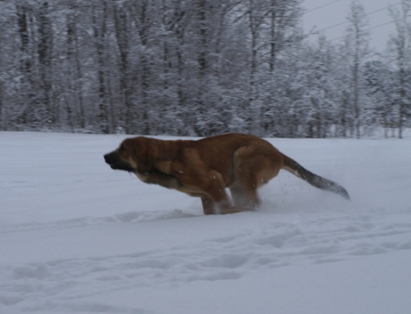 Anuler Carisa ...
Keywords: snow nieve Anuler