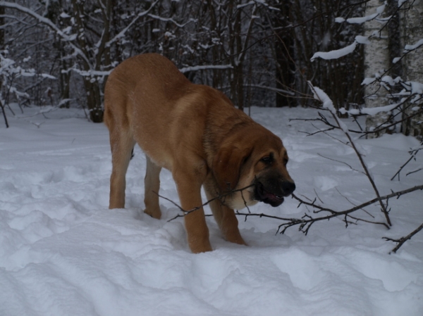 Anuler Carisa almost 5 month old / casi 5 meses de edad
Keywords: Anuler