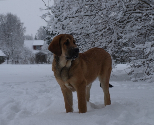 Anuler Carisa almost 5 month old / casi 5 meses de edad
Keywords: snow nieve Anuler