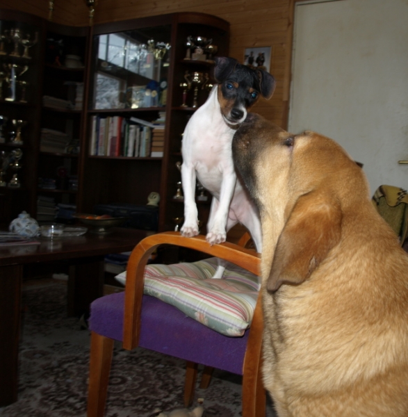 Callidora with her little friend Anni
Anuler Callidora almost 5 month and Brasilian terrier Higienopolis Uni almost 4 month
Keywords: pet Anuler