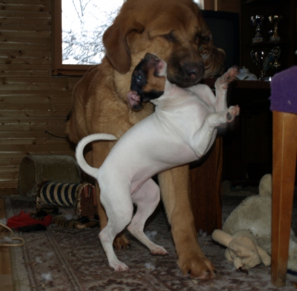 Callidora with her little friend Anni
Anuler Callidora almost 5 month and Brasilian terrier Higienopolis Uni almost 4 month
Keywords: pet Anuler