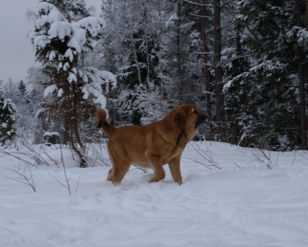 Anuler Callidora almost 5 month old / casi 5 meses de edad
Keywords: Anuler