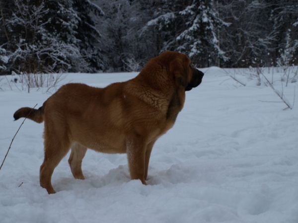 Anuler Callidora almost 5 month old / casi 5 meses de edad
Kľúčové slová: snow nieve Anuler