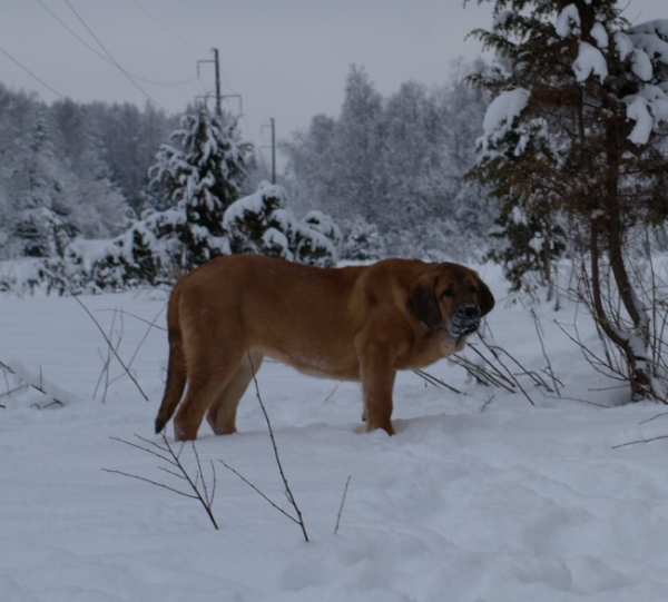 Anuler Caweria Cheveyo almost 5 month old / casi 5 meses de edad
Keywords: snow nieve Anuler